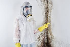  Rockwall, TX Mold Removal Pros